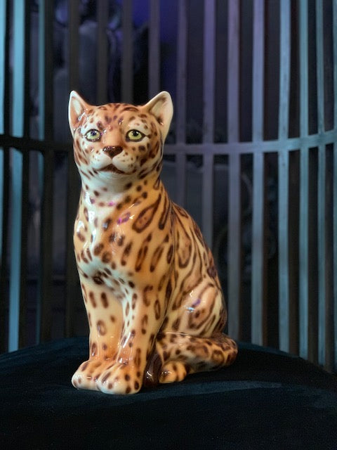 Porselensbengal (Katt H40)