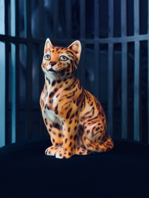 Porselensbengal (Katt H32)